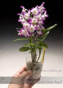 Dendrobium Hamana Lake