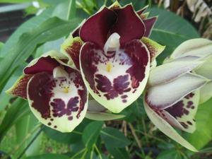 Catasetum Jamie Lawson XOXO