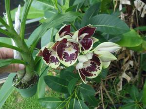 Catasetum Jamie Lawson XOXO