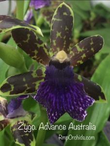 Zygopetalum Advance Australia