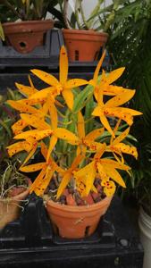 Brassocatanthe Sun Mei Gold