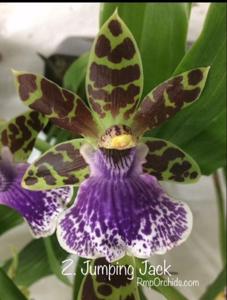 Zygopetalum Jumpin Jack