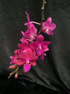 Phalaenopsis Pico Lady Ruby