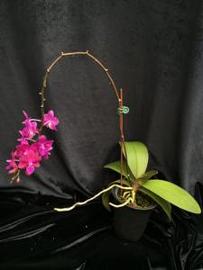 Phalaenopsis Pico Lady Ruby