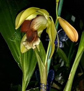 Coelogyne Orchideengarten Joachim