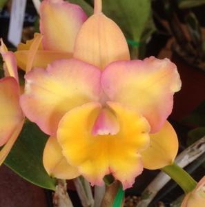 Cattleya Lana Coryell