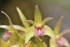 Dendrobium Aussie Victory