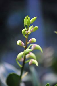 Dendrobium Bergen