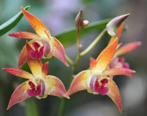 Dendrobium Jazz