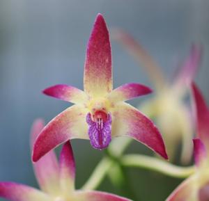 <i>Dendrobium</i> Lone Pine