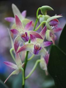 Dendrobium Tan Son Nhut