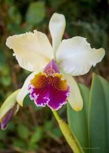 Cattleya King George