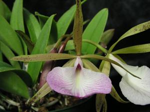 Brassocattleya Hippodamia