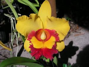 Rhyncholaeliocattleya Chunyeah