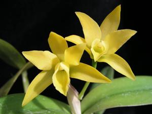 Cattlianthe Helen Jarzab