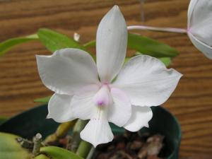 Laeliocatarthron Multiplicity