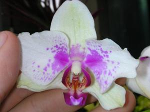 Phalaenopsis Memoria Doctor Ho