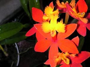 Epidendrum Hokulea