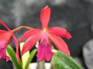 Enanthleya Charlie Brown