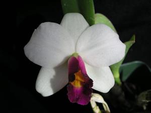 Cattleya Kerry Caldwell