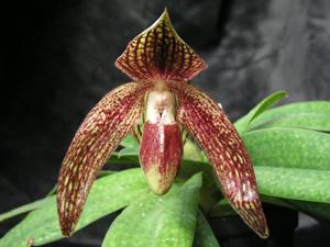 Paphiopedilum Weltz Ballad