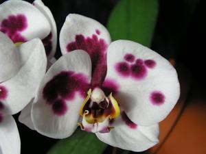 Phalaenopsis Brother Vanessa Hannay