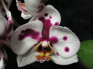 Phalaenopsis Brother Vanessa Hannay