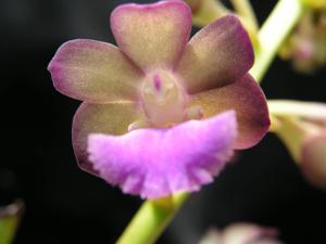 Vandachostylis Thai Noi