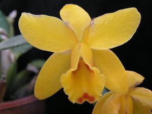 Cattleya Hawaiian Beau