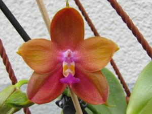 Phalaenopsis LD's Bear King