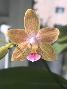 Phalaenopsis Kuntrarti Rarashati