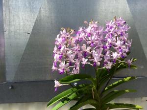 Vandachostylis Fuchs Ocean Spray