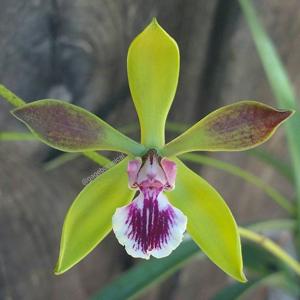 Encyclia Grand Bahama