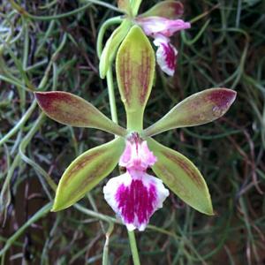 Encyclia Grand Bahama