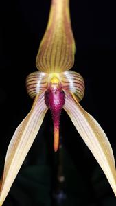 Bulbophyllum Doggy Doo