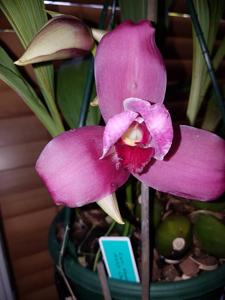 Lycaste Koolena