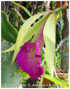 Brassocattleya Saint André