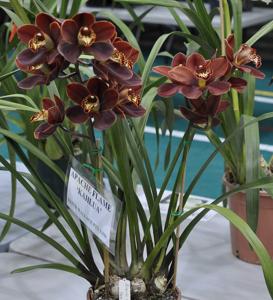 Cymbidium Apache Flame