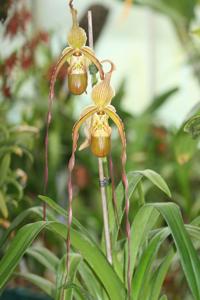 Phragmipedium Nitidissimum