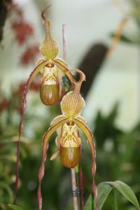 Phragmipedium Nitidissimum