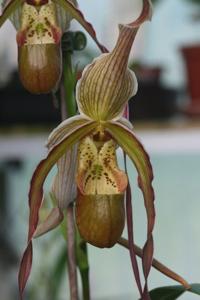 Phragmipedium Nitidissimum