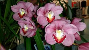 Cymbidium Lunar Blaze