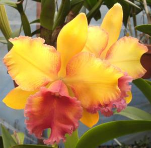 Rhyncholaeliocattleya Hausermann's Paprika