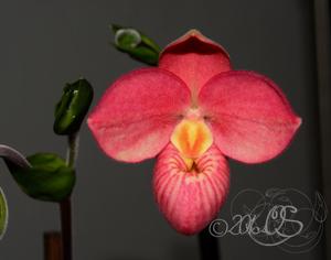 Phragmipedium Barbara LeAnn