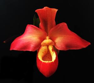 Phragmipedium Haley Decker