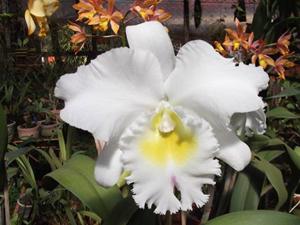 Rhyncholaeliocattleya Pastoral