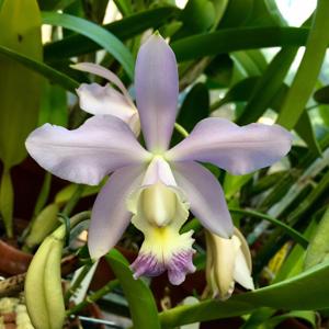 Cattleya Heathii 1