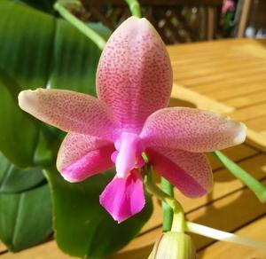 Phalaenopsis Sweet Memory