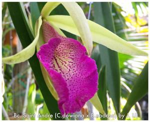 Brassocattleya Saint André