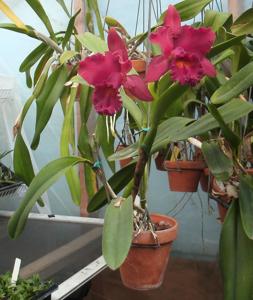 Rhyncholaeliocattleya Memoria Edward Wong